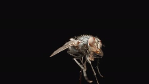 A fly spinning in a circle on a black background, macro shot. Isolated.