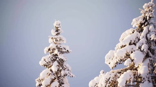Thick White Snow Blanketed On Fir Trees. Close Up Shot