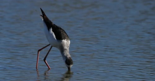 Stelzenläufer (Himantopus himantopus), Camargue, Frankreich