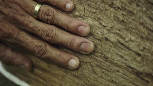 Adult's Hand on a Tree in Forest Setting