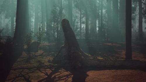 Majestic Sequoia Tree Stands Tall Amidst Dense Forest