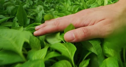 Slow motion of farmer hand close up gently touching the young plants of green salad.