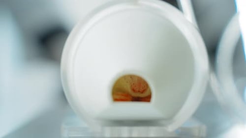 Rodent Consuming Food in Laboratory Test Cylinder