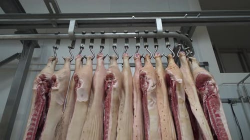 Separation of Meat From Bone in a Meat Factory