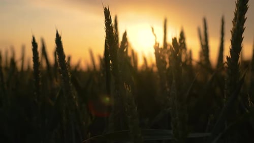 Green Spikelets of High Yield Wheat Staying on Wind at Sunset Close Up Grain Harvest Ripens at Crop