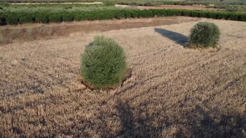 Aerial shot of dry field with hay and a tree in the middle | 4K
