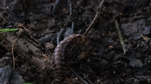 Moviéndose lentamente hacia abajo y hacia la izquierda en busca de comida en el suelo del bosque, Milpiés, Orthomorp