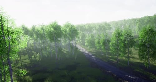 Lush Green Forest Pathway Under Soft Morning Light in Serene Nature