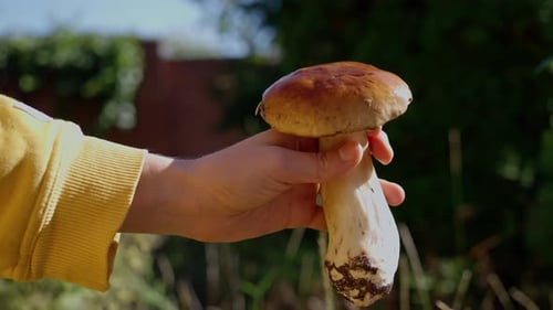 Picking Season Porcini Mushrooms Close Up of Woman Holding Beautiful Mushroom