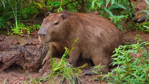 Capybara Resting In The Lush Peruvian Amazon rainforest