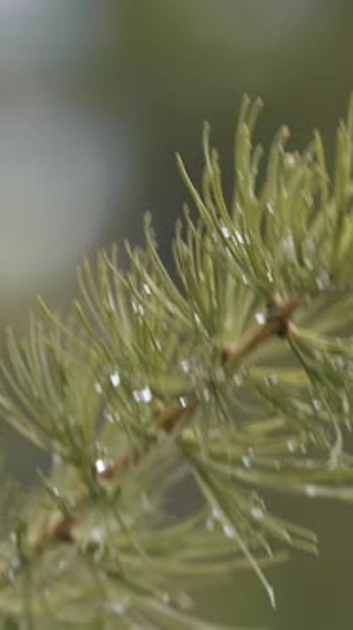 Closeup View of the Green Fresh Needles of Larch Covered with Drops of Dew Stock Footage Beautiful