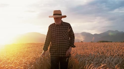 Farmer Walking Through Golden Wheat Field at Sunrise