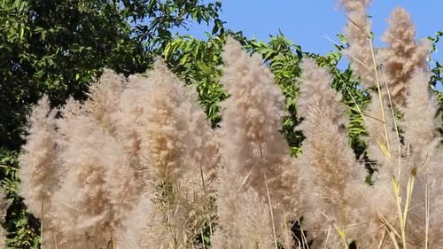 Pampas Grass Blowing in the Wind
