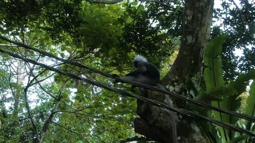 Spectacled leaf monkey (Trachypithecus obscurus) moving between trees