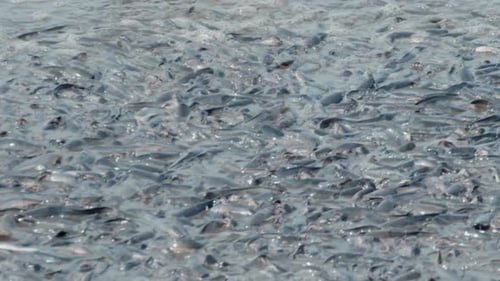 almost dried-up pond with thousands of catfish wriggling and fighting for theirs lives, close-up sho