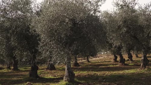 Olive grove with mature trees in rural farmland