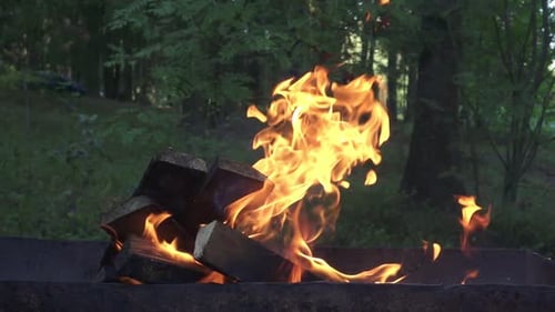 Burning Wood Fire in Forest Setting with Flames