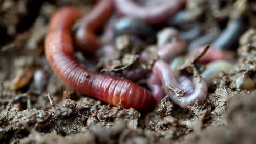 Worms crawl through damp earth