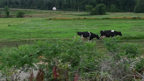Kühe laufen einen Bauernhof entlang, während die Kamera schnell vorbeifährt, mit kleinen Büschen im Vordergrund.