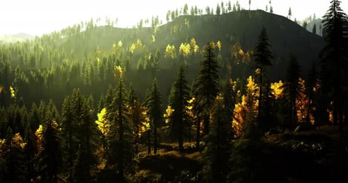 Vibrant Autumn Foliage Illuminates Forest Landscape at Sunrise