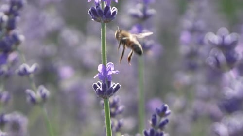 Bee Collecting Pollen From Lavender Flower