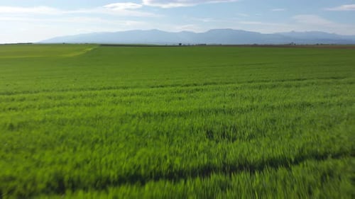 Aerial shot vibrant green agricultural green fields close up, in the countryside on a spring sunny d