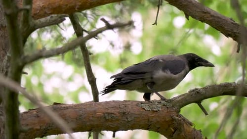 Close up of a crow sitting on a branch of a pine tree in Sweden, Lappland