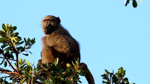 Baboon Sitting Calmly on Tree Branch