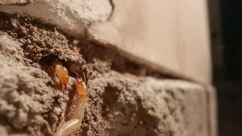 A termite colony in the walls of a garage in a home shot on a Super Macro lens almost National Geogr
