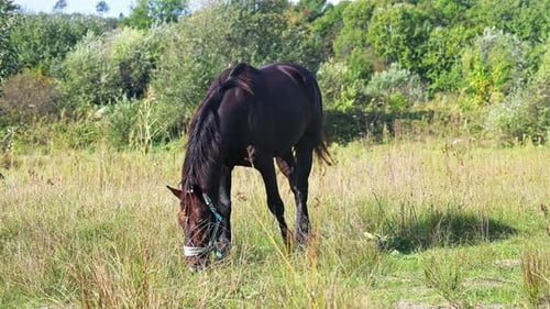 A Dark Brown Horse Walking Through Tall Grass in a Lush Green Field with Its Tail Swishing in the