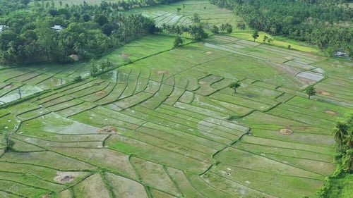 Aerial view of a rice field. Philippines
