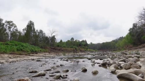 A large river in the middle of the forest