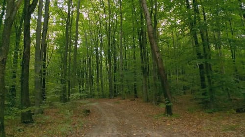Dirt Road in the Forest