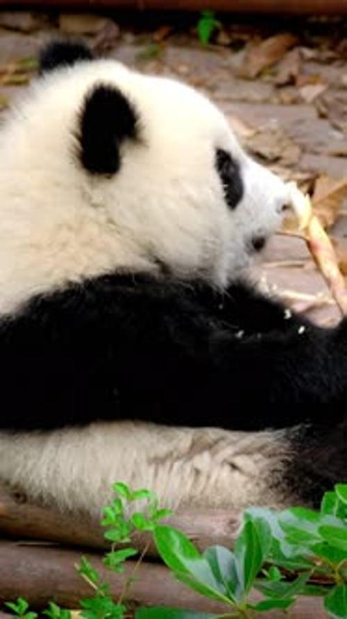 Panda Eating Bamboo in a Natural Habitat