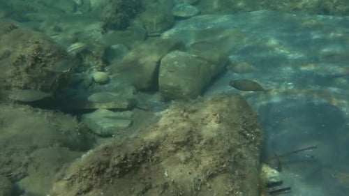 Small fish in shallow water near the shore. Mediterranean Sea. Sicily. Italy