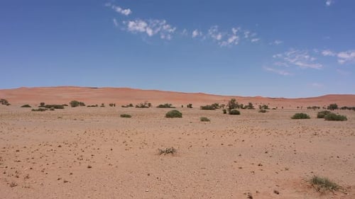 Bright Landscape tracking shot of the Namibia desert with bushes and trees on a sunny day. Blue