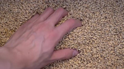 Mão masculina segurando grãos de malte com uma camada de grãos ao fundo - vista vertical de perto