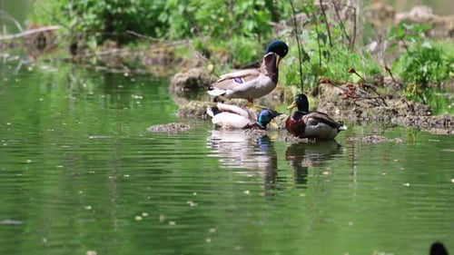 Mallard Ducks Relaxing in a Picturesque Pond
