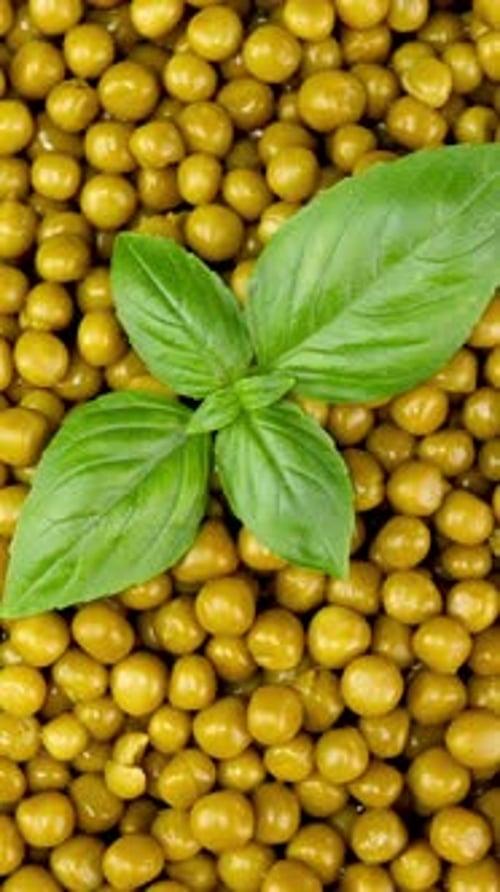 Marinated pickled sweet green peas with basil twig rotate background.