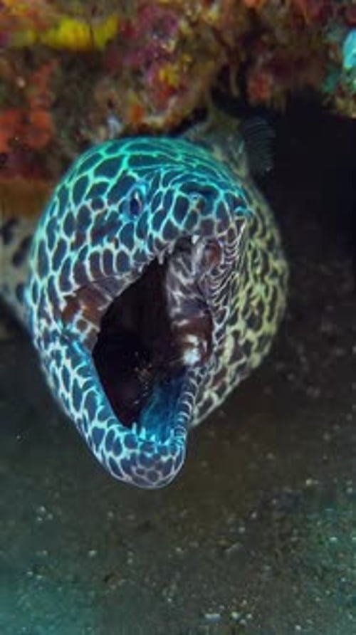 gros plan d'une murène vomissant une crevette plus propre