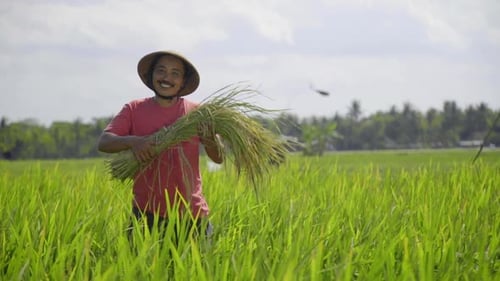 Smiling rice farmer with holding a bunch of paddy standing on a fertile rice field