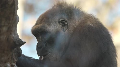 Gorilla in Wildlife Park