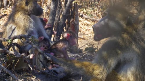 Bébé babouin jouant avec des adultes