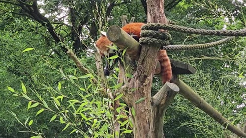 Adorable Red Panda Resting in a Tree
