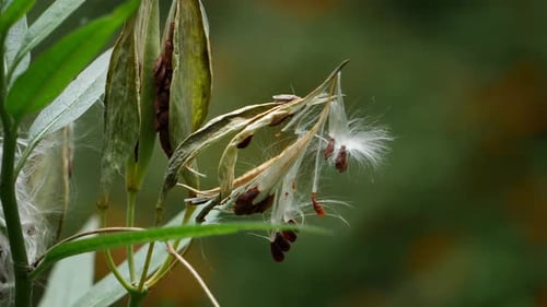 Gros plan d'une fleur et de ses gousses