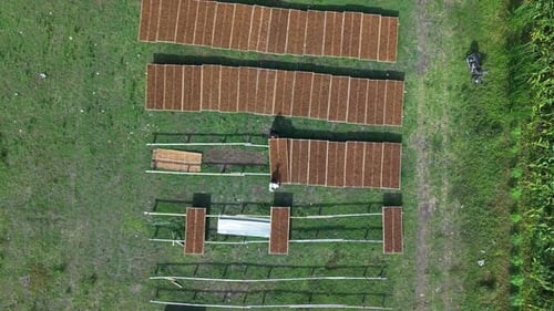 Aerial view of drying tobacco leaves, Indonesia.