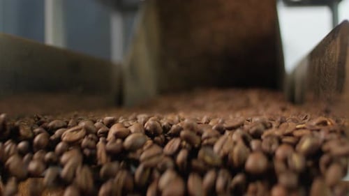 Close Up Falling Roasted Coffee Beans From Industrial Processing Roasting Machine in Modern Factory