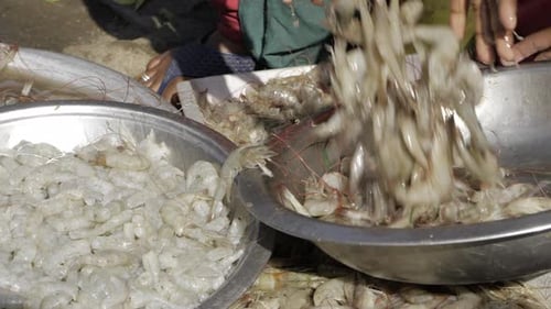Fresh Shrimp Sorted in Bowls at Outdoor Market