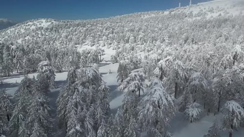 Aerial View of Pine Trees Covered with Snow in Winter