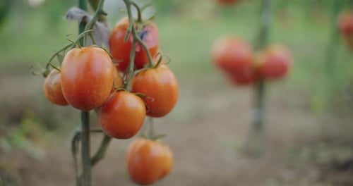 Fresh Ripe Tomatoes Growing on the Vine